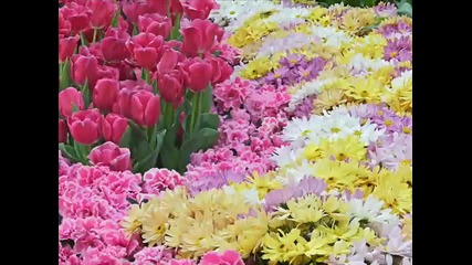 Mantovani plays Tulips from Amsterdam