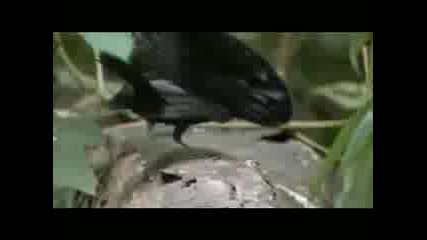 2011 Jwak.net The Coolest Bird Bu Kusu Goren Cok Sasirir Dunyanin En Guzel Hq
