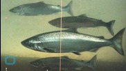 Pink Salmon Struggle as Freshwater Becomes Acidic