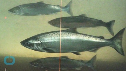 Pink Salmon Struggle as Freshwater Becomes Acidic