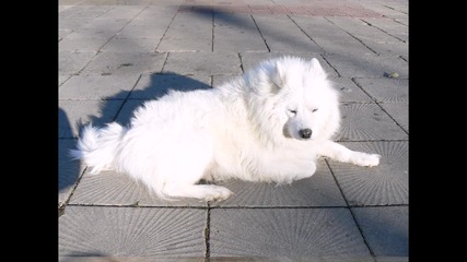 Най-красивото куче- Самоед