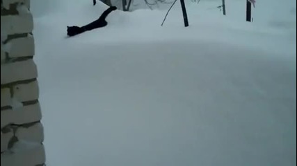 Сладко коте си проправя път в снега! ~