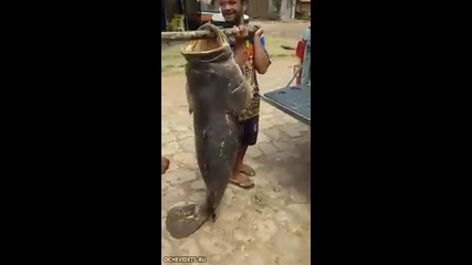 Мъжете с този улов с гордост може да се нарекат рибари!