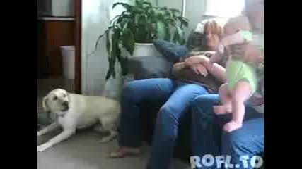 куче се изплашва от бебе