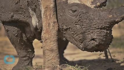 Рейнджъри охраняват трите оцелели бели носорога в Судан