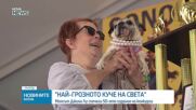 Мопсът Джини Лу грабна приза "Най-грозно куче в света"