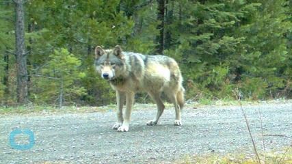 Conservationists Decry Accidental Killing of Protected Wolf in Colorado