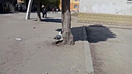 Чайка мъти в двора на училище