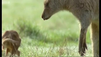 Newborn Baby Grey Kangaroo - Attenborough - Life of Mammals - Bbc 