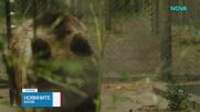 Паркът "Белица" е новият дом на спасените аржентински мечки Гордо и Флоренция