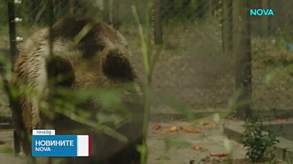 Паркът "Белица" е новият дом на спасените аржентински мечки Гордо и Флоренция