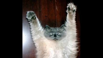 funny cats 