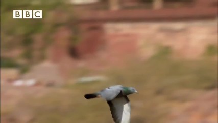 Bbc Earthflight - мишелов атакува ято гълъби