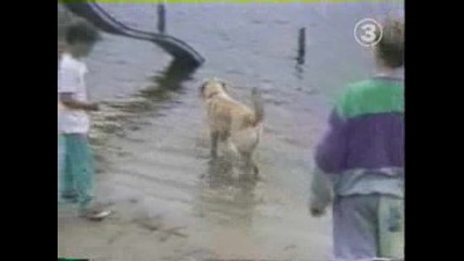 dog - ku4e buta dete