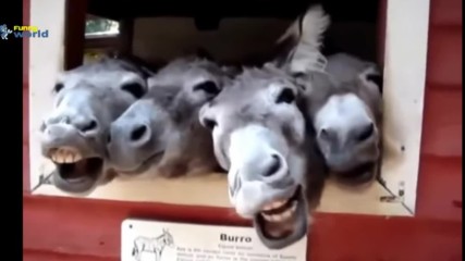 Забавни Клипове 2018 - Смешни Животни Правят Смешно Звучи Компилация