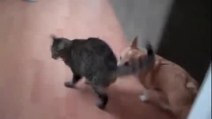 Смях ! Кой ще победи ? Куче срещу Коте Dog Vs Cat!!!