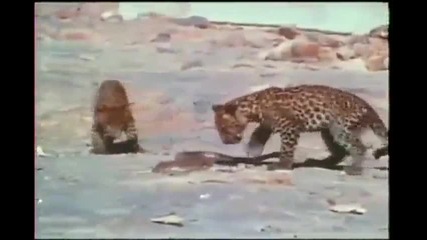 Леопардче срещу кобра