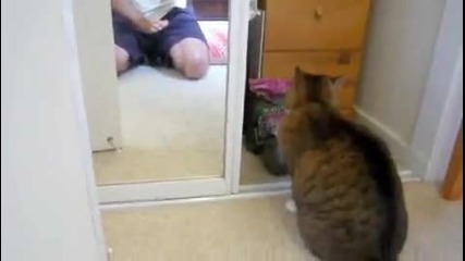 Котка Срещу Огледало!