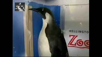 Изгубен Пингвин Пътешественик