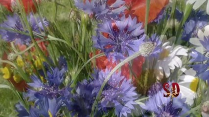 Welcome_ Spring_