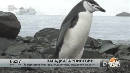 Загадката пингвин