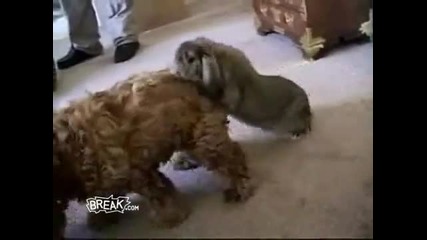 Most Awesome - Animal Lovin Fails 