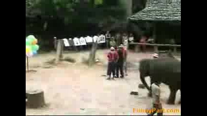 Слон Играе Дартс