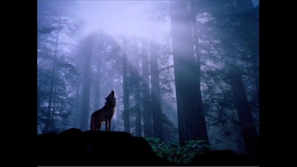 wolf