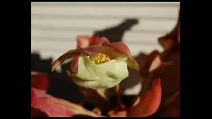 Flores Plantas Carnivoras Armik