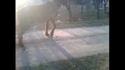 na koko konqt ot pavel banq bai kar