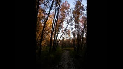 Autumn In Colorado