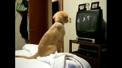 Куче Гледа Телевизия 