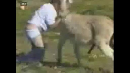 Funny compilation