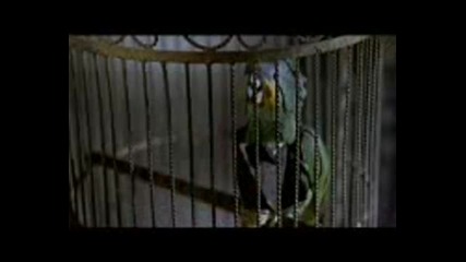 govore6 papagal na romski