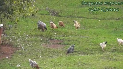 Визуална терапия