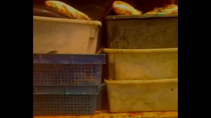Видео - 0058