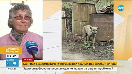 Глутница бездомни кучета тормози цял квартал във Велико Търново