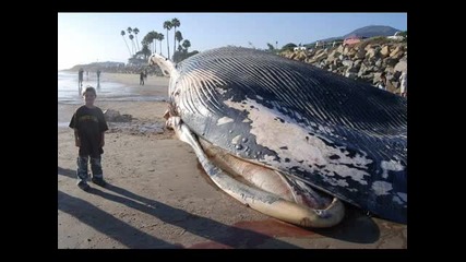 Worlds Biggest Animal -