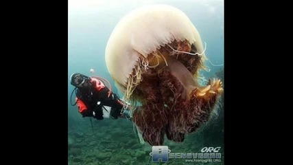 Медузи - Заплахата на морето!