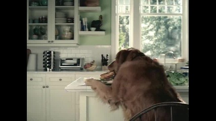Дори и кучетата обичат Pepsi :d :d :d а котките се оказват виновни 
