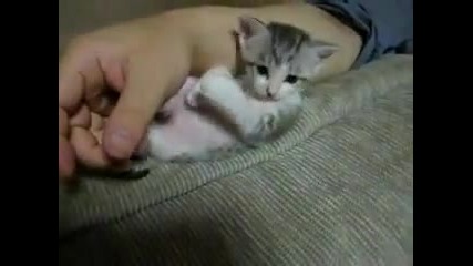 Сладко коте заспива докато гледа телевизор