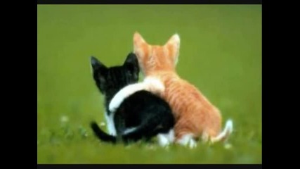 The Cat - Video