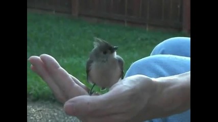 Доверчива Малка Птичка - Tufted Titmouse 