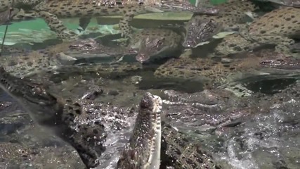 Скокове на крокодили в slow motion