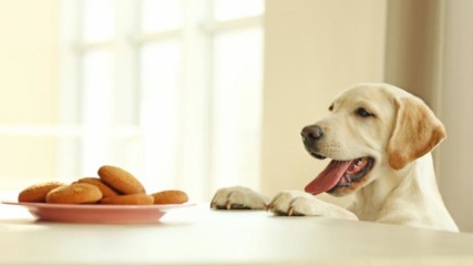 5 неща които трябва да знаете за кучешкото хранене