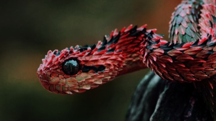 Топ 5 странни видове змии