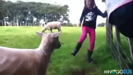 Отмъщението на овцата