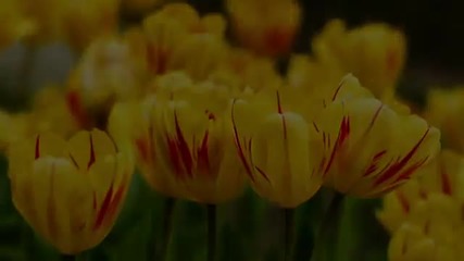 Bloom - Ryan Farish