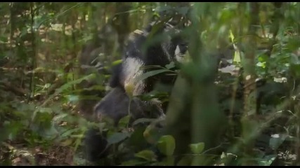 Chimpanzee *2012* Trailer
