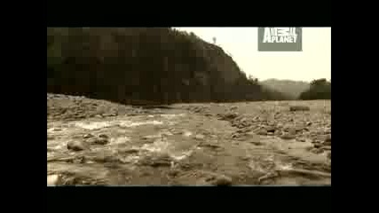 Ужасно - Риба котка